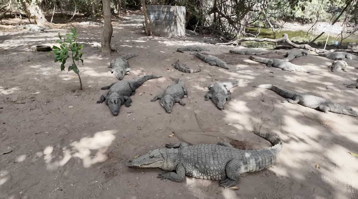 Kachikally Crocodile Pool