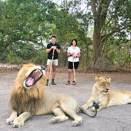Lion's Walk