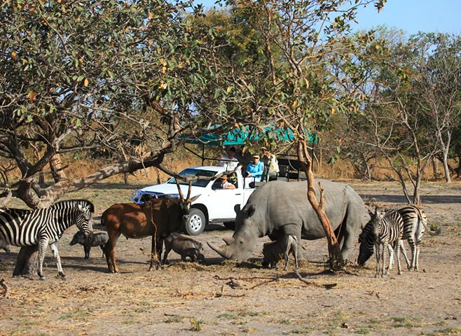 Safari game drive (zonsopgang of zonsondergang)