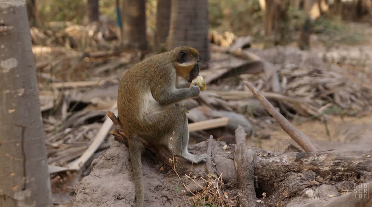 Bijilo Monkey Park